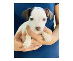 2 boys and 1 girl Malchi puppies for rehoming - 4