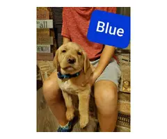 AKC registered a yellow Labrador retriever puppies for sale - 1