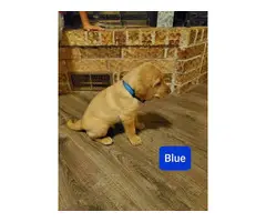 AKC registered a yellow Labrador retriever puppies for sale - 2