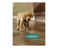 AKC registered a yellow Labrador retriever puppies for sale - 4
