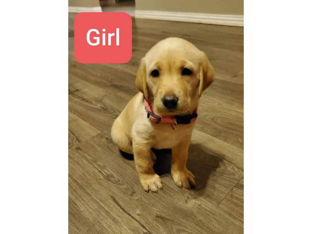 AKC registered a yellow Labrador retriever puppies for sale in Dallas, Texas - Puppies for Sale ...