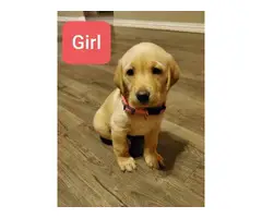 AKC registered a yellow Labrador retriever puppies for sale - 5
