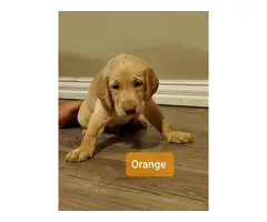 AKC registered a yellow Labrador retriever puppies for sale - 6