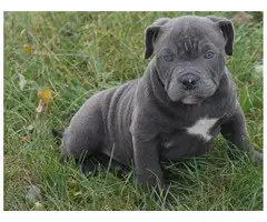 2 boys and 1 girl American Pit Bull Terrier  puppies for rehoming - 1