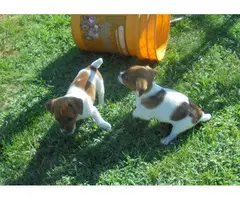 2 playful Jack russell terriers