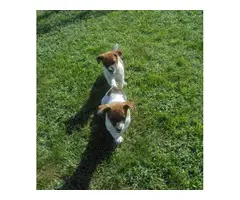 2 playful Jack russell terriers - 4
