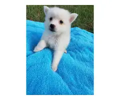7 American Eskimo puppies for sale - 4