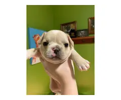 5 Registered French Bulldogs for sale - 2