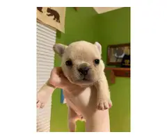 5 Registered French Bulldogs for sale - 3