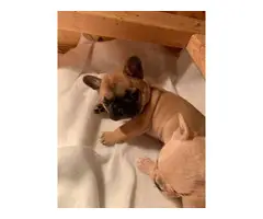5 Registered French Bulldogs for sale - 4
