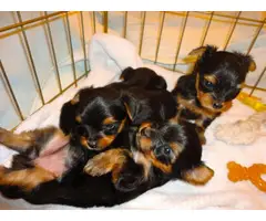Five Purebred Yorkie Puppies Available - 1