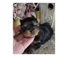 Five Purebred Yorkie Puppies Available - 2