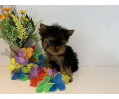 Five Purebred Yorkie Puppies Available - 3