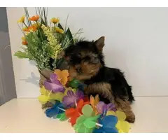 Five Purebred Yorkie Puppies Available - 4
