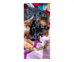 Five Purebred Yorkie Puppies Available - 6