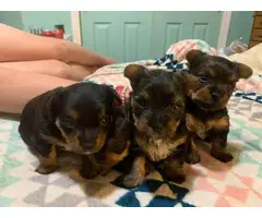 3 lovely Chorkie puppies