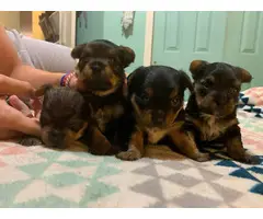 3 lovely Chorkie puppies - 2