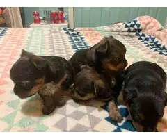 3 lovely Chorkie puppies - 3