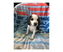 2 Boys, 1 girl cute Beagle puppies needs great home