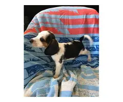 2 Boys, 1 girl cute Beagle puppies needs great home - 2