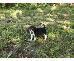 2 Boys, 1 girl cute Beagle puppies needs great home - 3