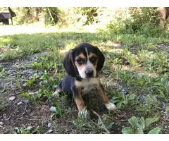 2 Boys, 1 girl cute Beagle puppies needs great home - 4