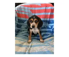2 Boys, 1 girl cute Beagle puppies needs great home - 5