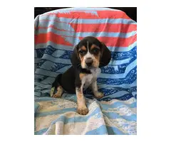 2 Boys, 1 girl cute Beagle puppies needs great home - 6