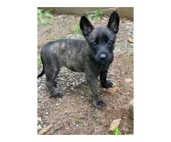 Males and females dutch shepherd puppies available
