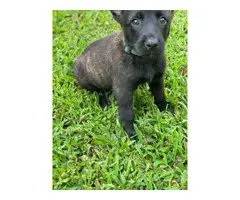 Males and females dutch shepherd puppies available