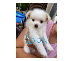 Looking to re-home our 8 weeks old Pomchi puppies