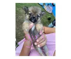 Looking to re-home our 8 weeks old Pomchi puppies - 3