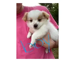 Looking to re-home our 8 weeks old Pomchi puppies - 4