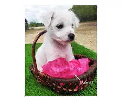 5 beautiful Chizer puppies for sale - 3