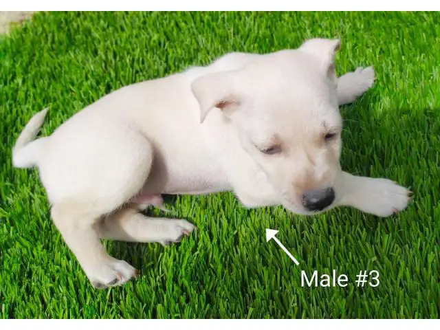 5 beautiful Chizer puppies for sale - 6/13