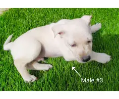 5 beautiful Chizer puppies for sale - 6