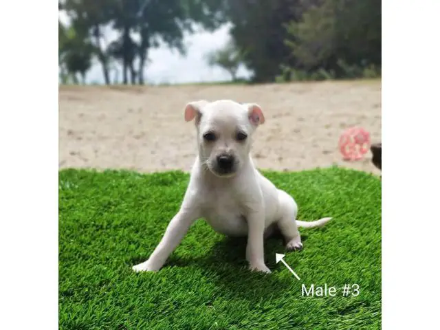5 beautiful Chizer puppies for sale - 7/13