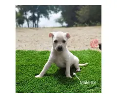 5 beautiful Chizer puppies for sale - 7