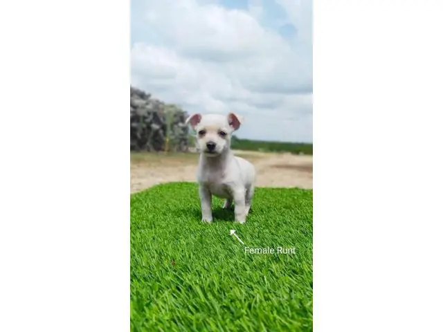 5 beautiful Chizer puppies for sale - 10/13
