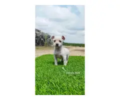 5 beautiful Chizer puppies for sale - 10
