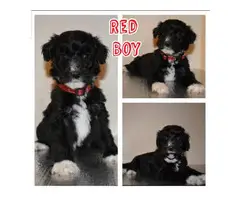 4 girls and 3 boys mini Aussiedoodle puppies up for rehoming