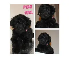 4 girls and 3 boys mini Aussiedoodle puppies up for rehoming - 2