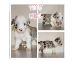 4 girls and 3 boys mini Aussiedoodle puppies up for rehoming - 3