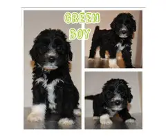 4 girls and 3 boys mini Aussiedoodle puppies up for rehoming - 4