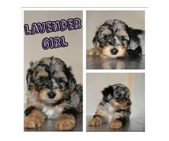 4 girls and 3 boys mini Aussiedoodle puppies up for rehoming - 5