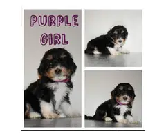 4 girls and 3 boys mini Aussiedoodle puppies up for rehoming - 6