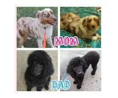 4 girls and 3 boys mini Aussiedoodle puppies up for rehoming - 7