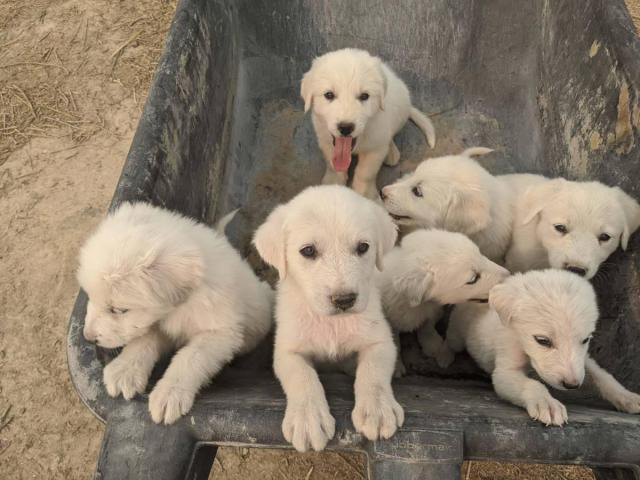 10 Great Pyrenees Puppies available in Lyman, Utah