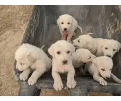 10 Great Pyrenees Puppies available