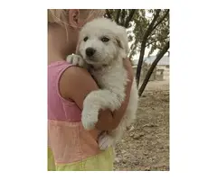 10 Great Pyrenees Puppies available - 2